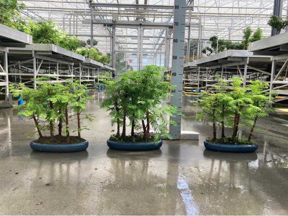 Bonsai pădure de exterior - Metasequoia (Dawn Redwood)