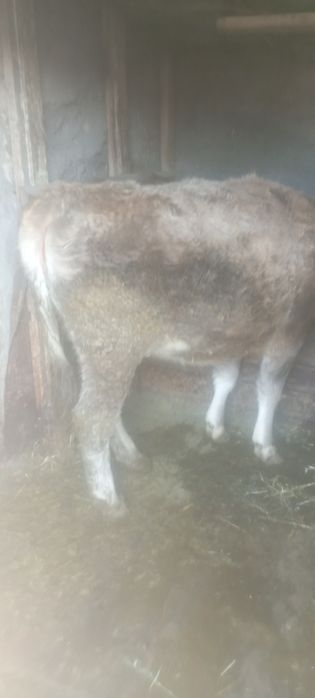 Продам тёлку на откорме возраст 1 год 8 месяцев звонить на этот номер