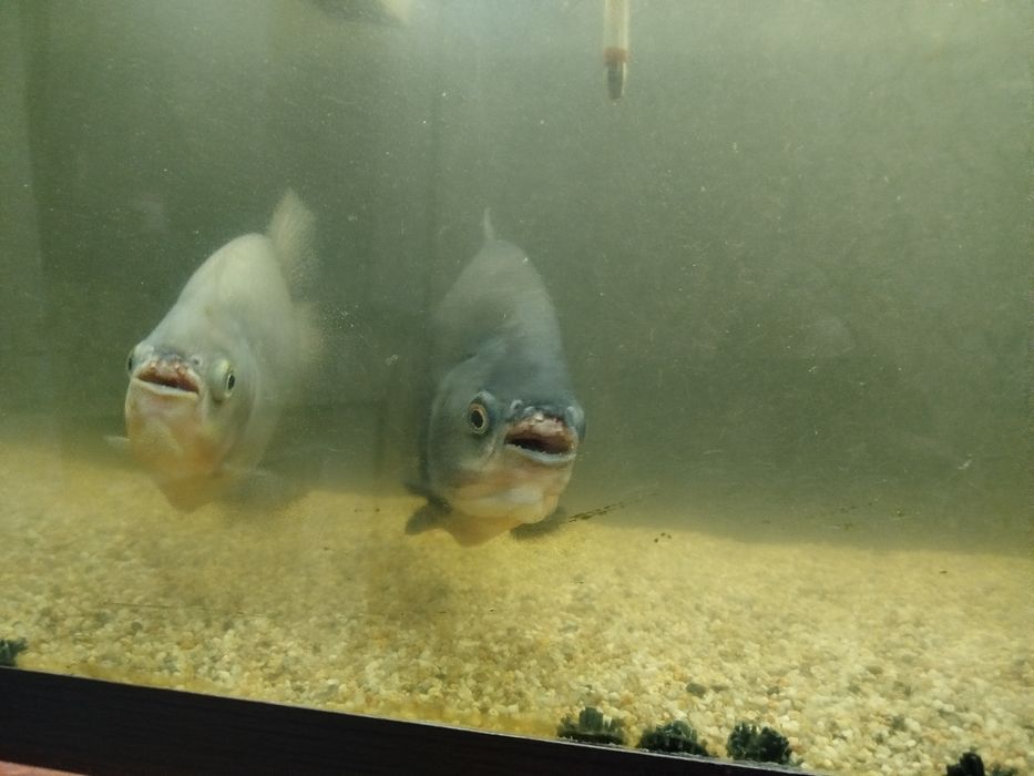 Срочно продаётся пираньи и астранатуси