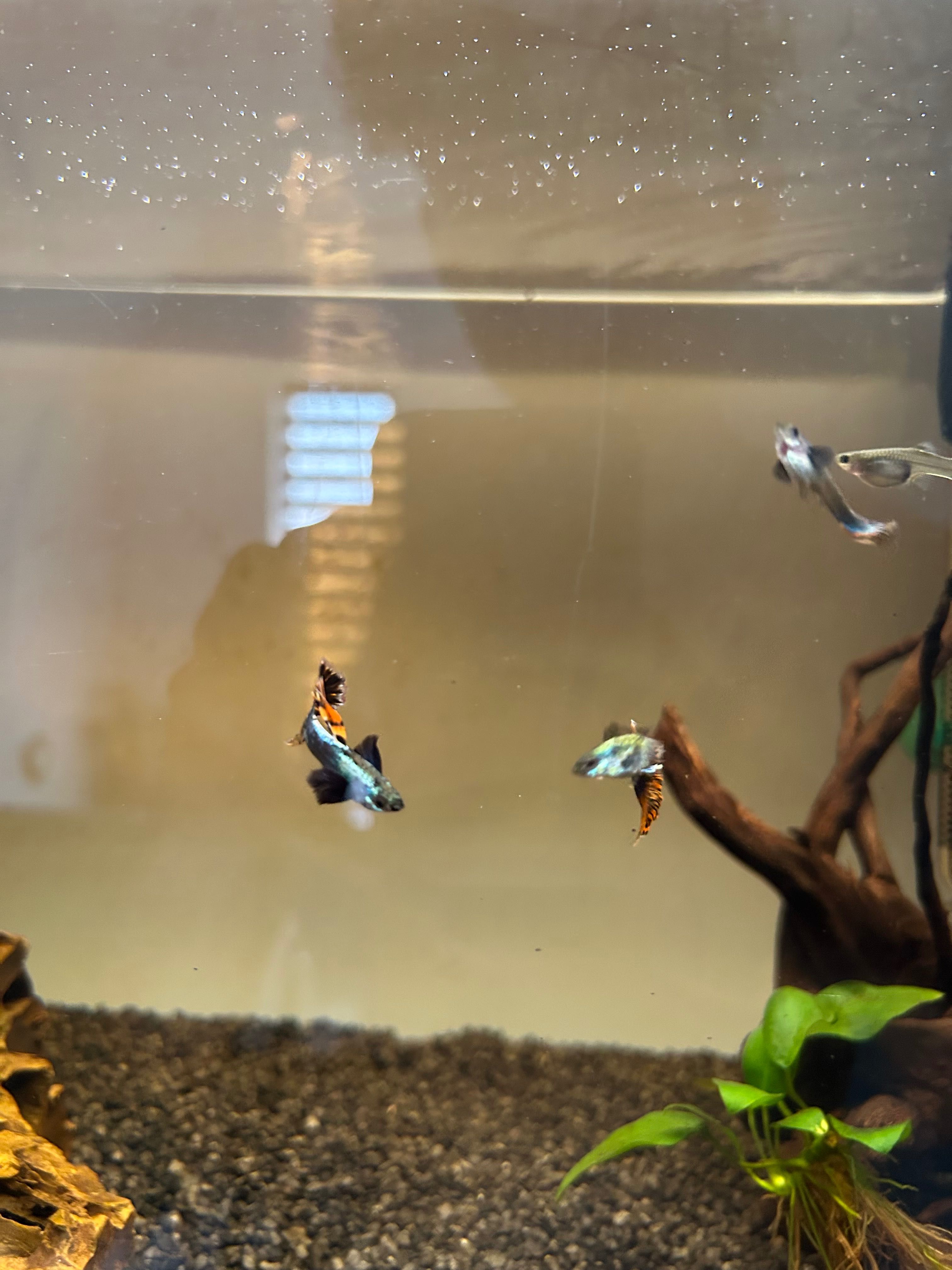 pesti guppy dumbo ear mosaic