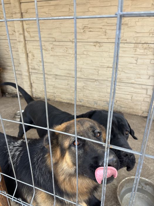 Donez câini, cat mai urgent