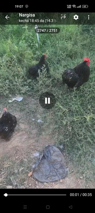 Choynak yapon toza zot Xo'roz va 2 tovuq sotiladi