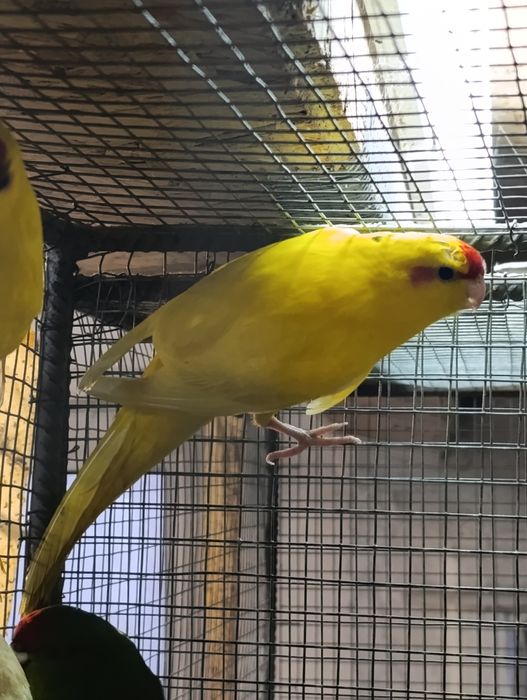 Коледна промоция на папагали