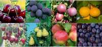 Vindem pomi fructiferi | plantam si livram in toata tara cu Fan Curier