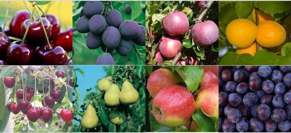 Vindem pomi fructiferi | plantam si livram in toata tara cu Fan Curier