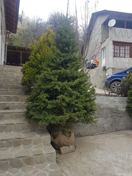 Brazi verzi, brazi argintii