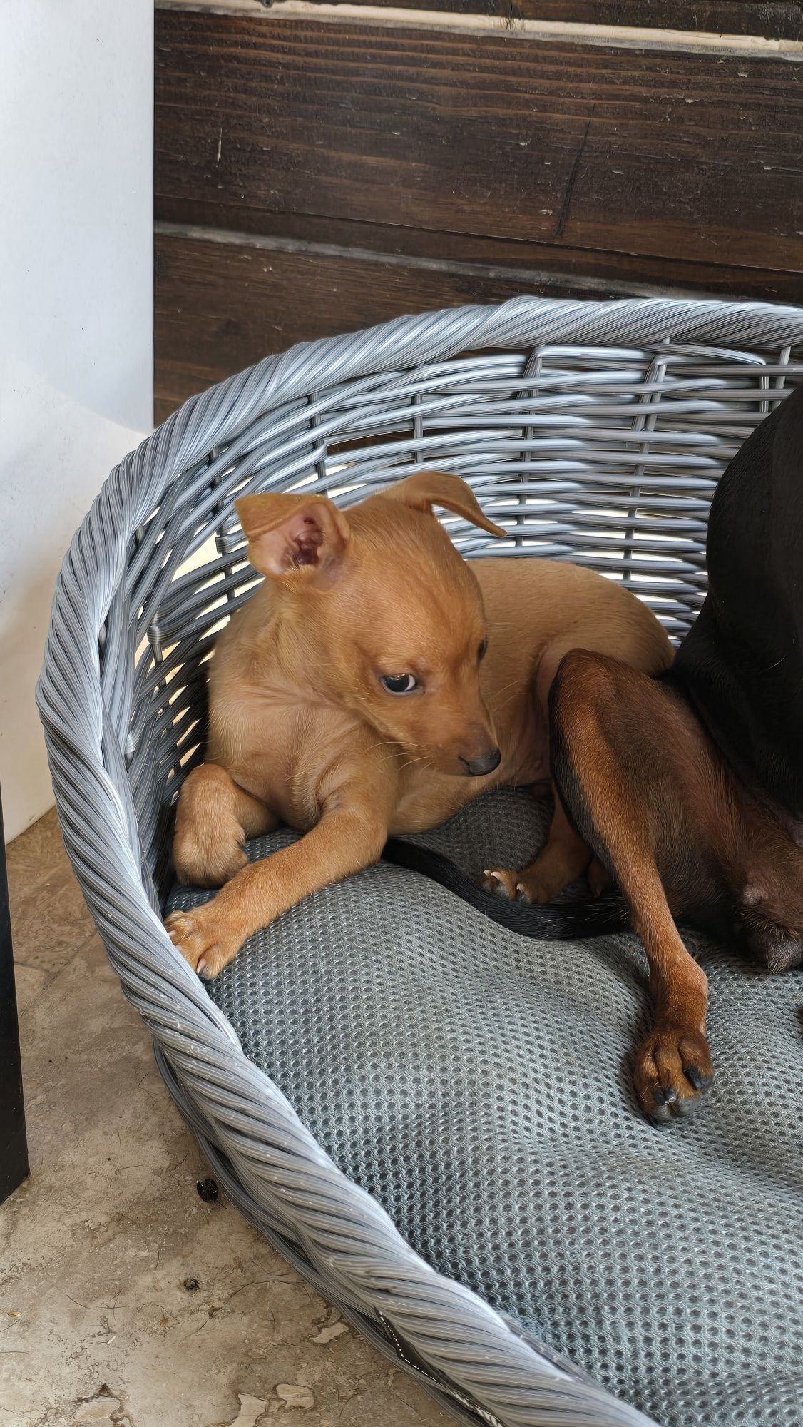 Mascul pinscher pitic maro