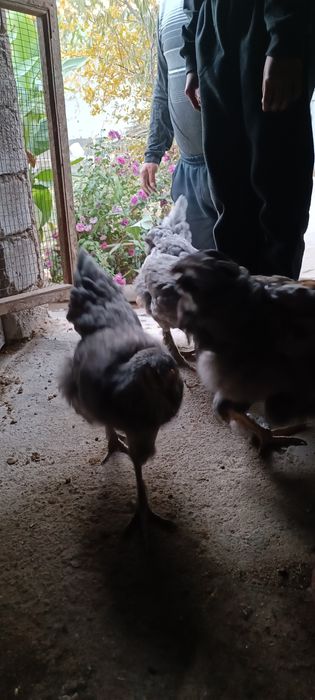 Жу́жа хуроз-товук сотилади