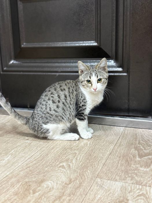 Котята отдаем в хорошие руки