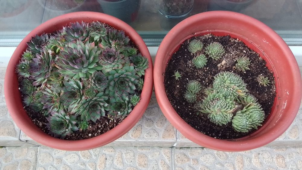 Хоста/Дебелец/Сентполия/Кактус/Каланхое/Епипремнум/Коледниче/Амарилис