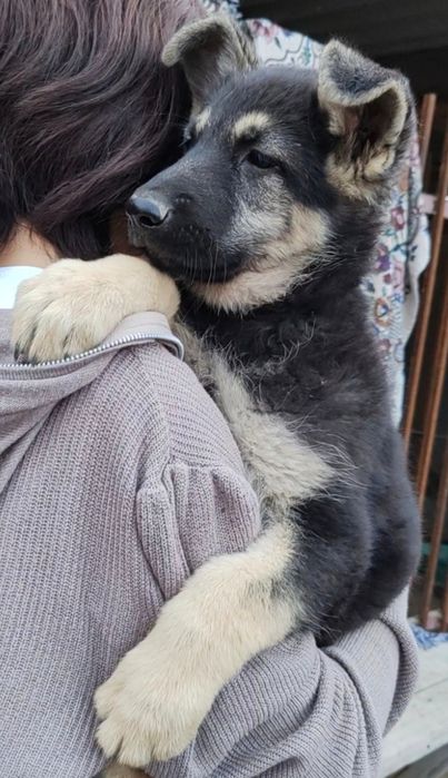 Щенки восточно-европейской овчарки