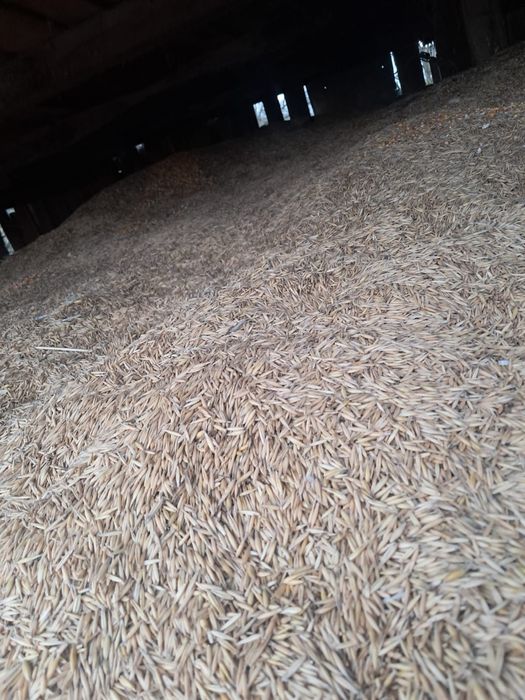 Vând ovăz și grâu