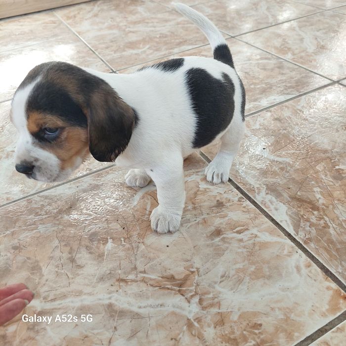 Малки бигълчета търсят своето голямо приключение.