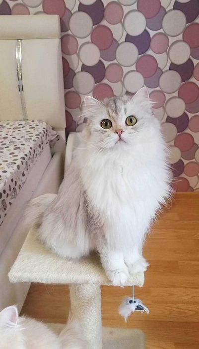 British longhair fetita pedigree din ambii parinti Campioni Mondiali