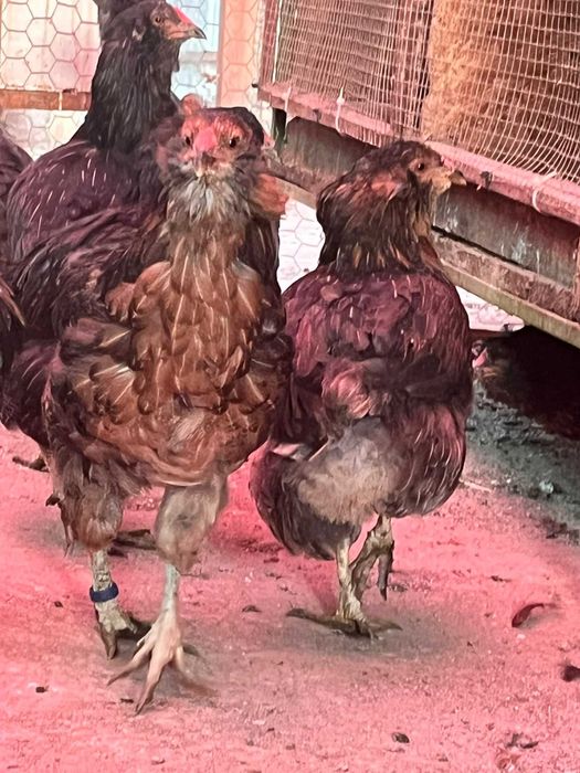 Vând găini araucana