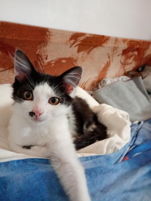 Pisicuți spre adopție