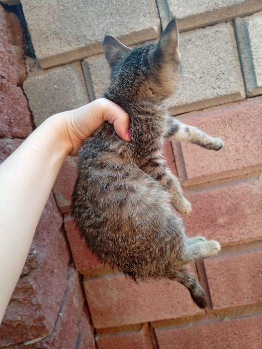 Спасённый котенок ищет дом