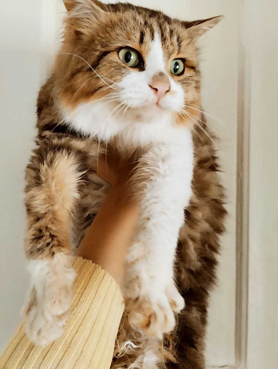 Добрейший сибирский кот в добрые руки
