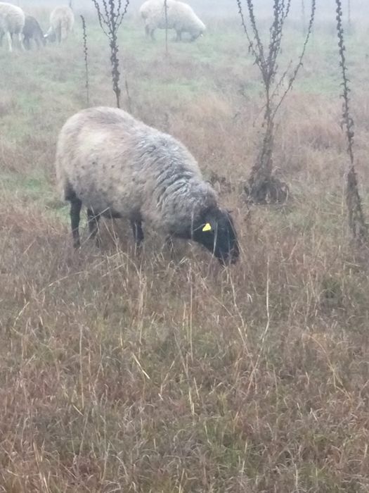 Vând oaie și mieluță Romanov
