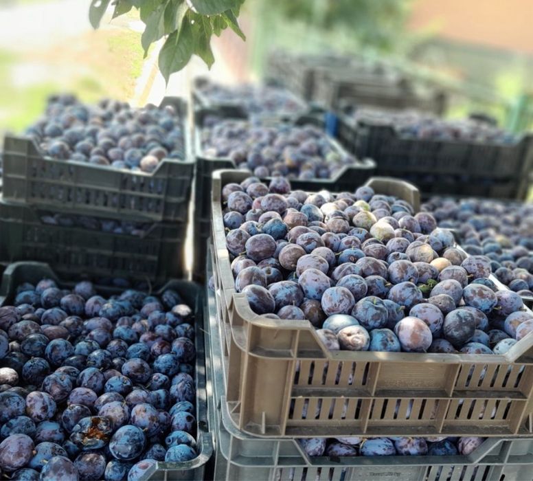 Vand prune de tuica palinca