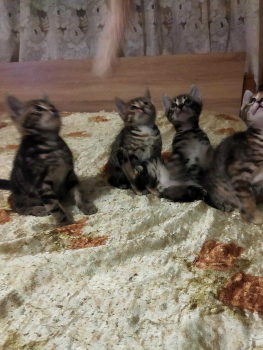 Подарявам котета