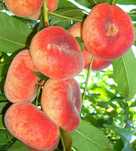 Piersic Plat (Platicarp )