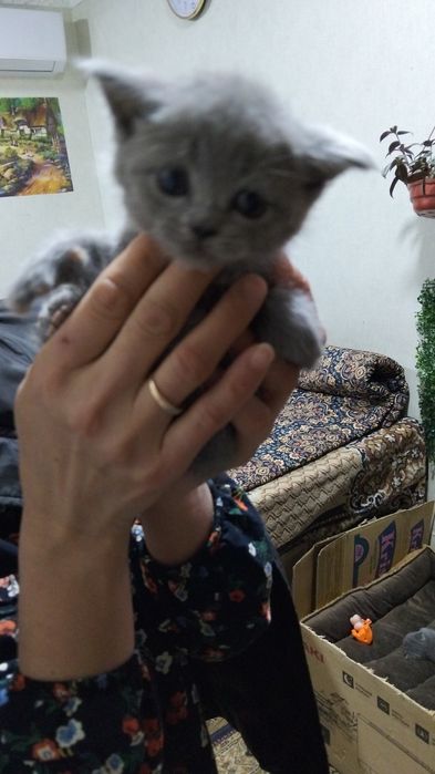 Катята шотланская