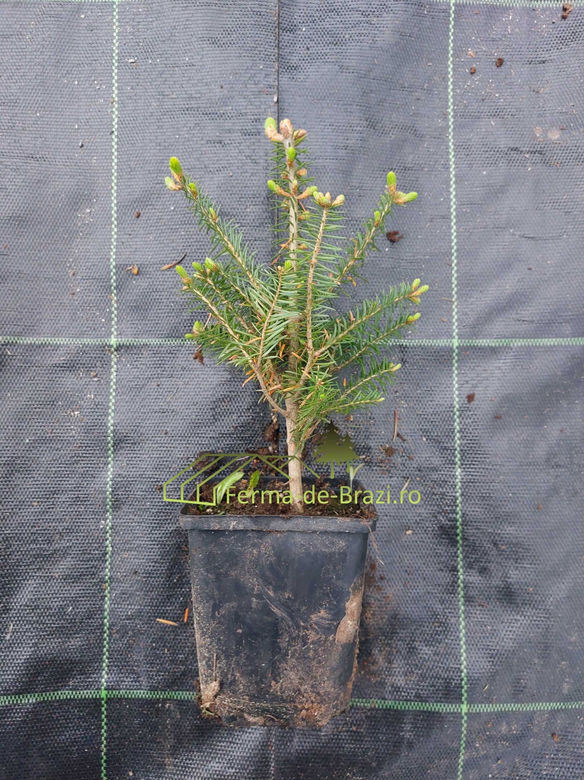 Puieti brad Abies balsamea la ghiveci P11- plantare 12 luni/an