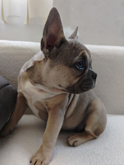 Френски булдог / Frenchie