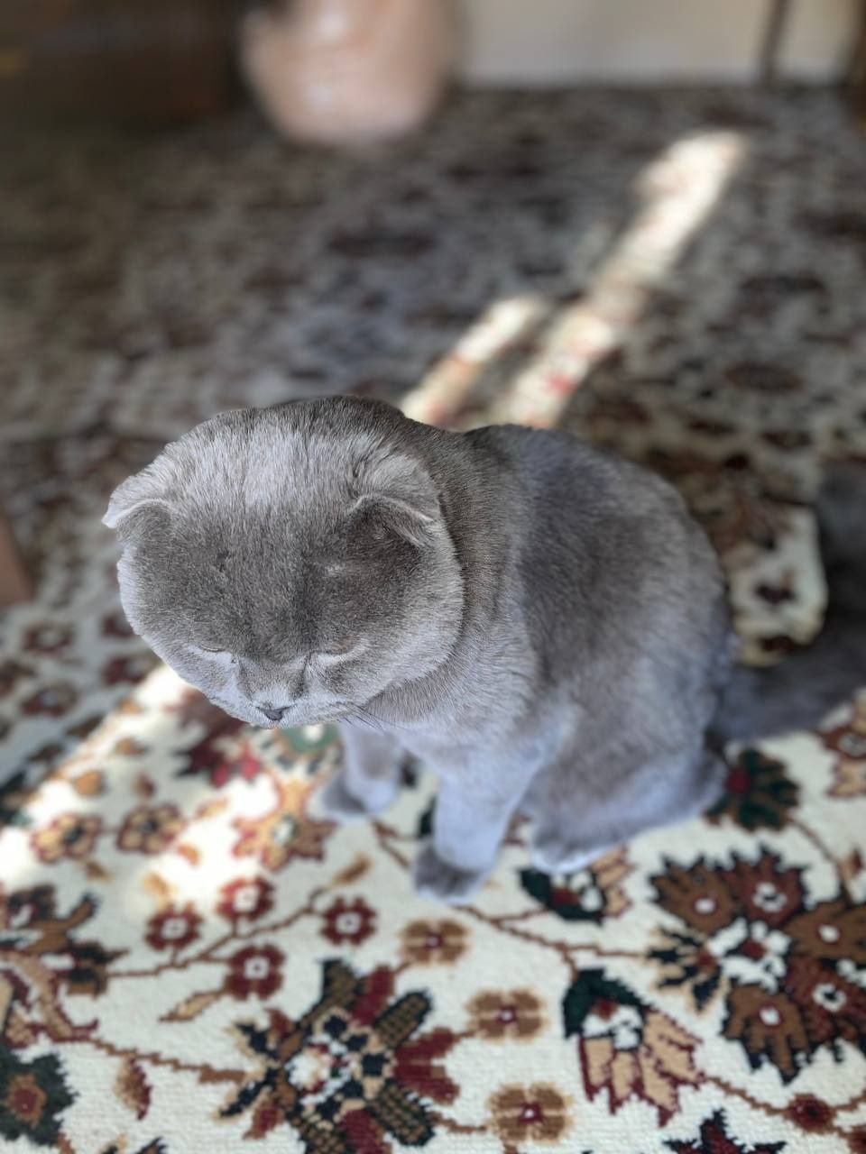 Вязка кот Шотландский
