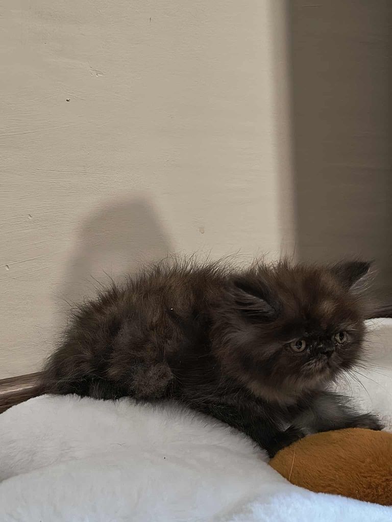 Женски персийски котета