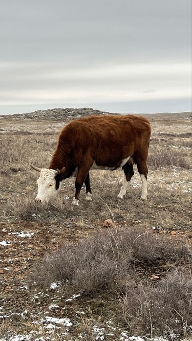 Продам  Коров на разведение