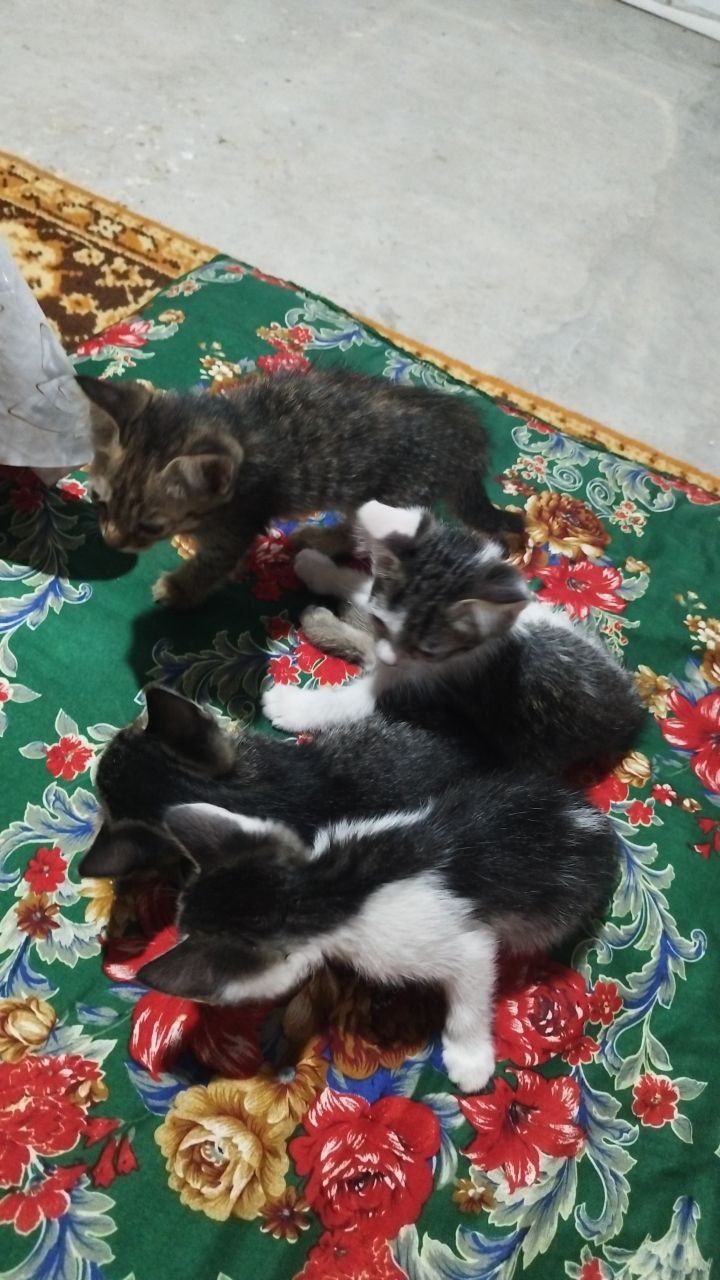 Котики, милые продаю срочно