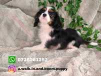 Vand fetita Cavalier King Charles tricolor