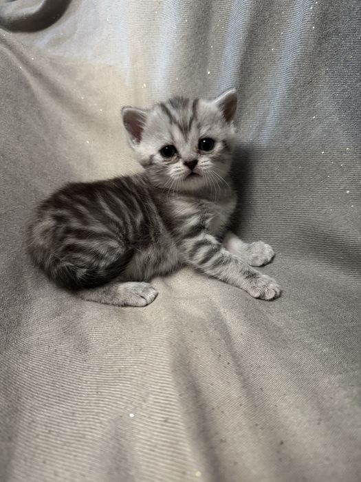 Шотландская кошечка