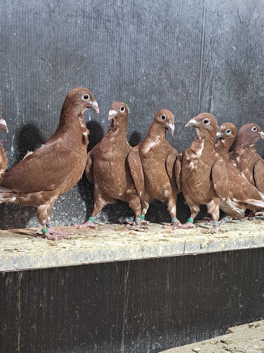 Porumbei roșii cu floare!