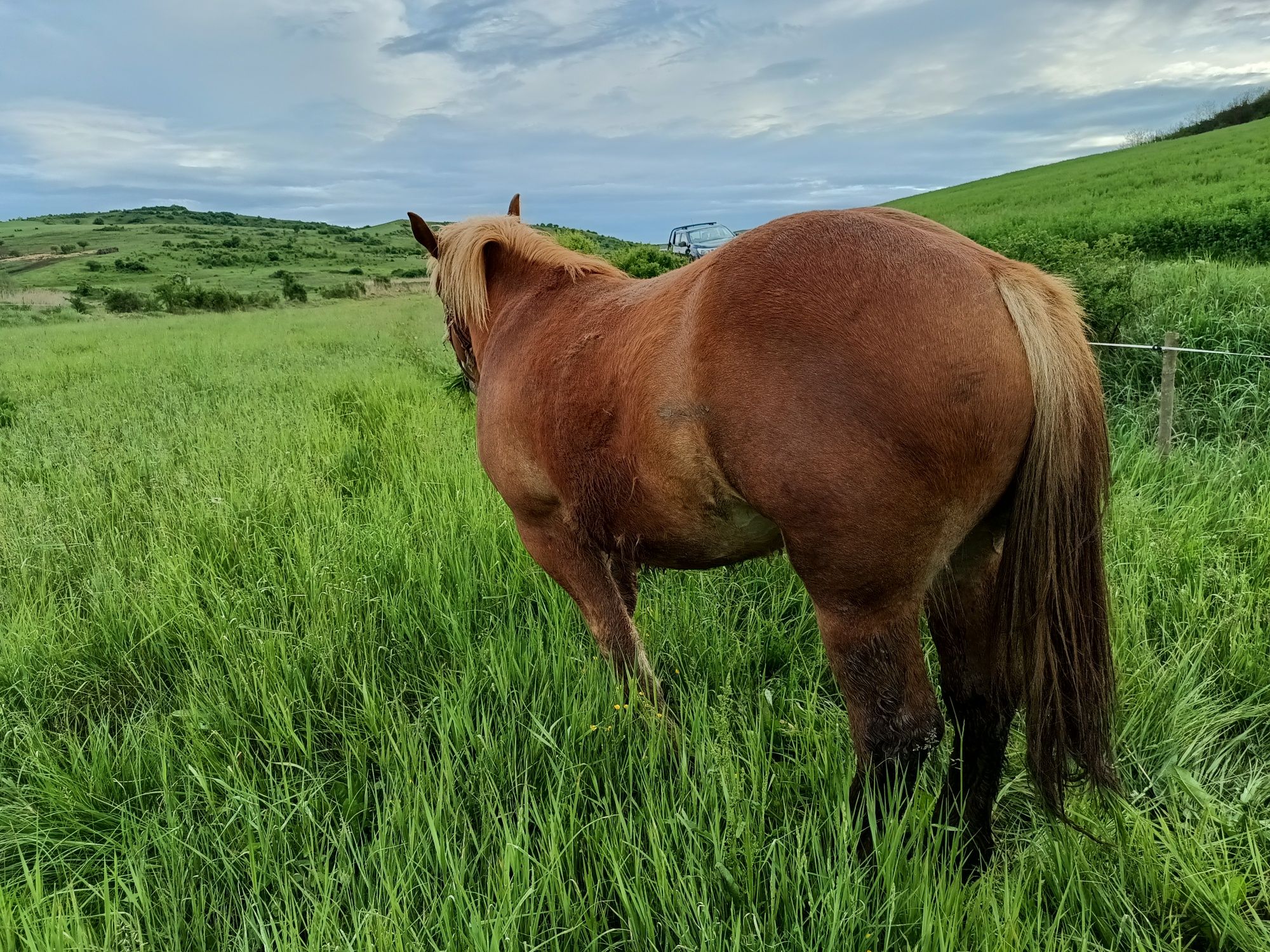 Mânză rosie, grea