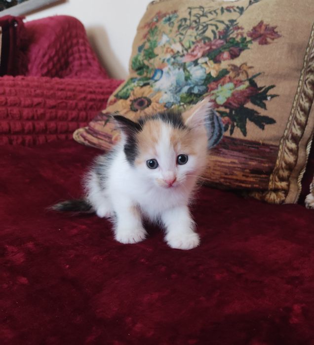 Котята (девочки)