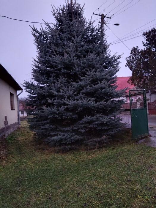 Brad de crăciun argintiu de vânzare