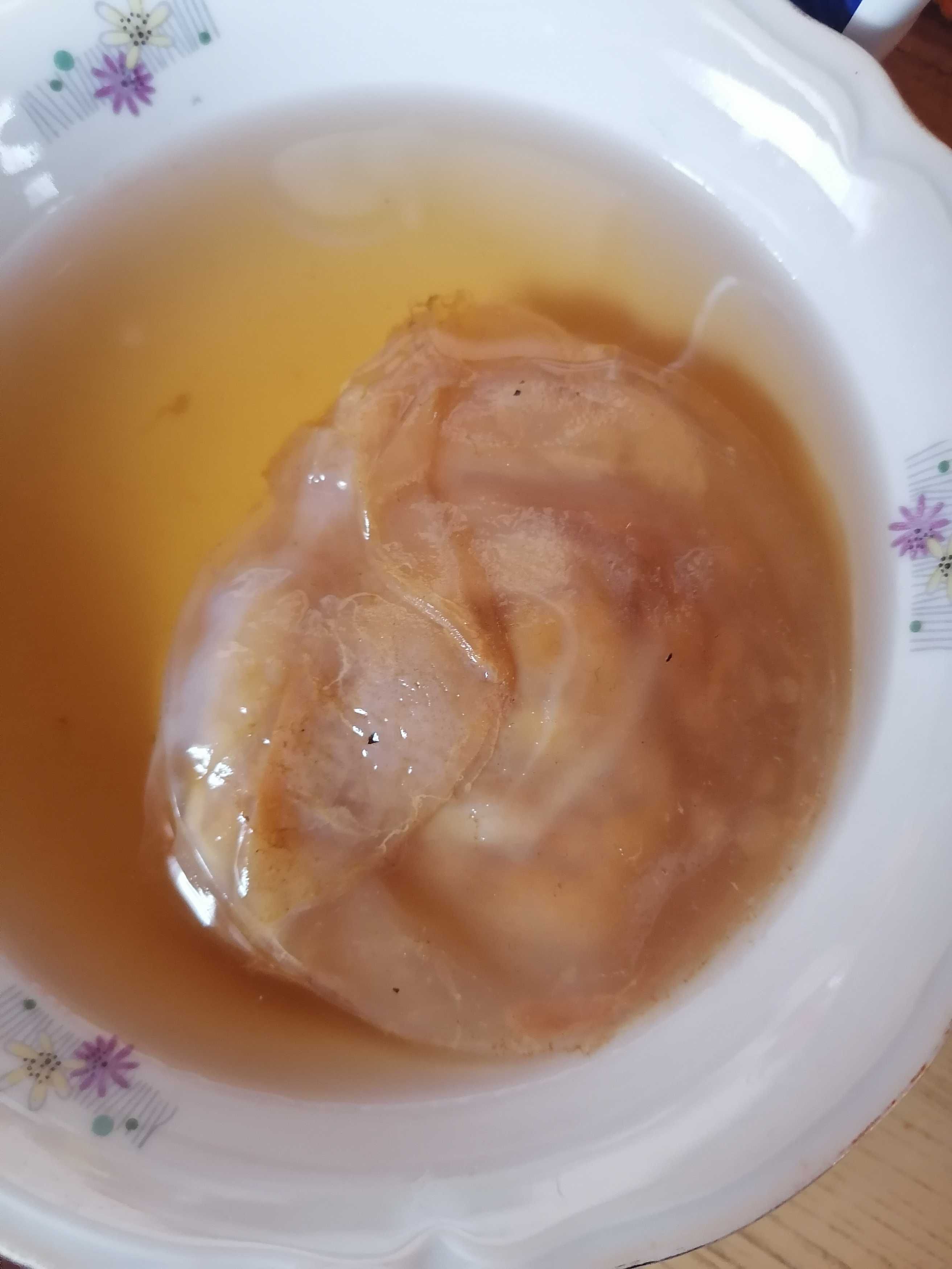 Лечебна Гъба камбуча