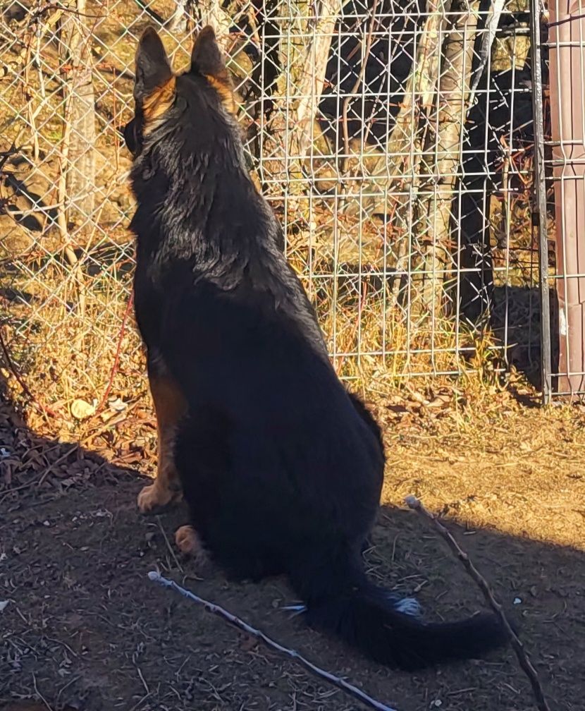 Ciobanesc german linie de lucru cu pedigree