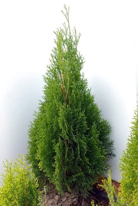 Tuia smaragd la ghiveci