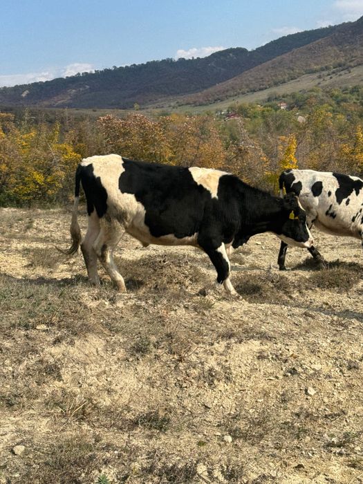 Продавам  телета