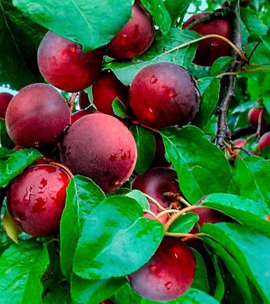 Cais (Soiul Apeikyra )