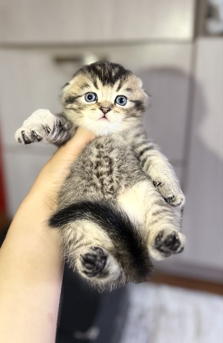Чистокровные котята