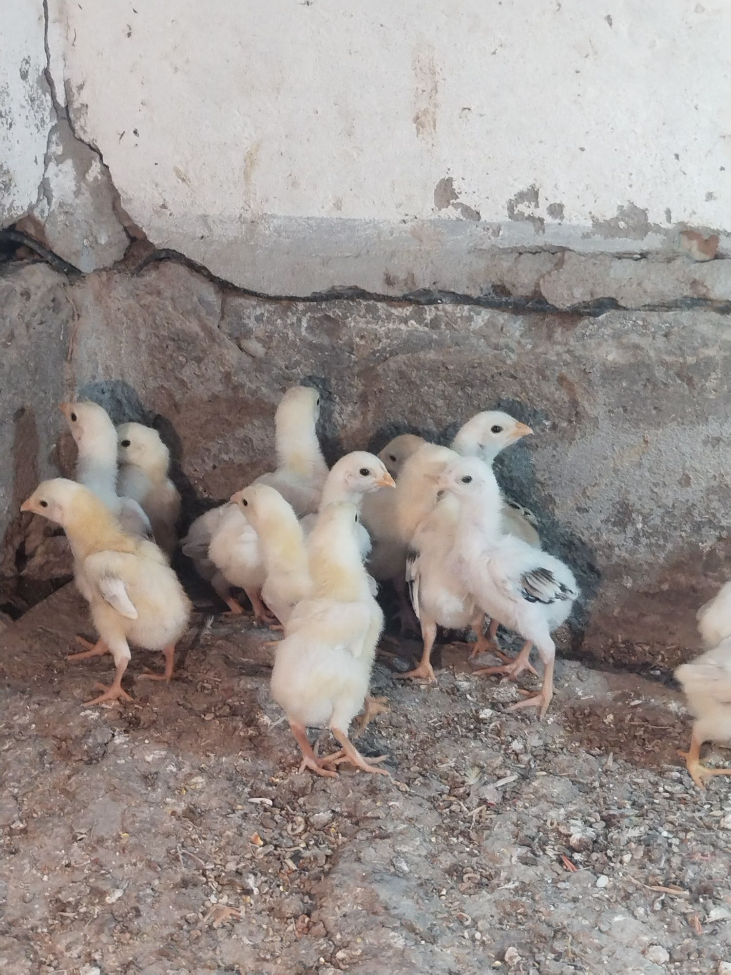 Продам бойцовых циплят