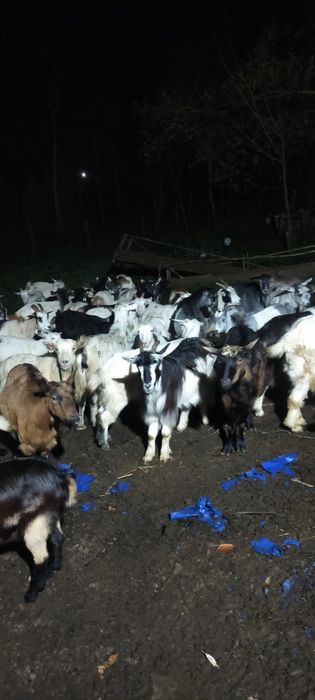 Vând capre bune de lapte și tinere mai multe detalii la tel