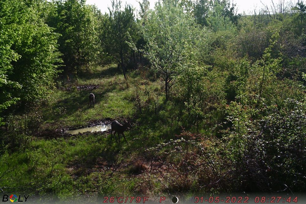 Bg410m 37Mp 2,7K video ForestCamLive