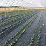 Folie AgroTextil cu patrate verzi.  DENSITATE 100g/m²