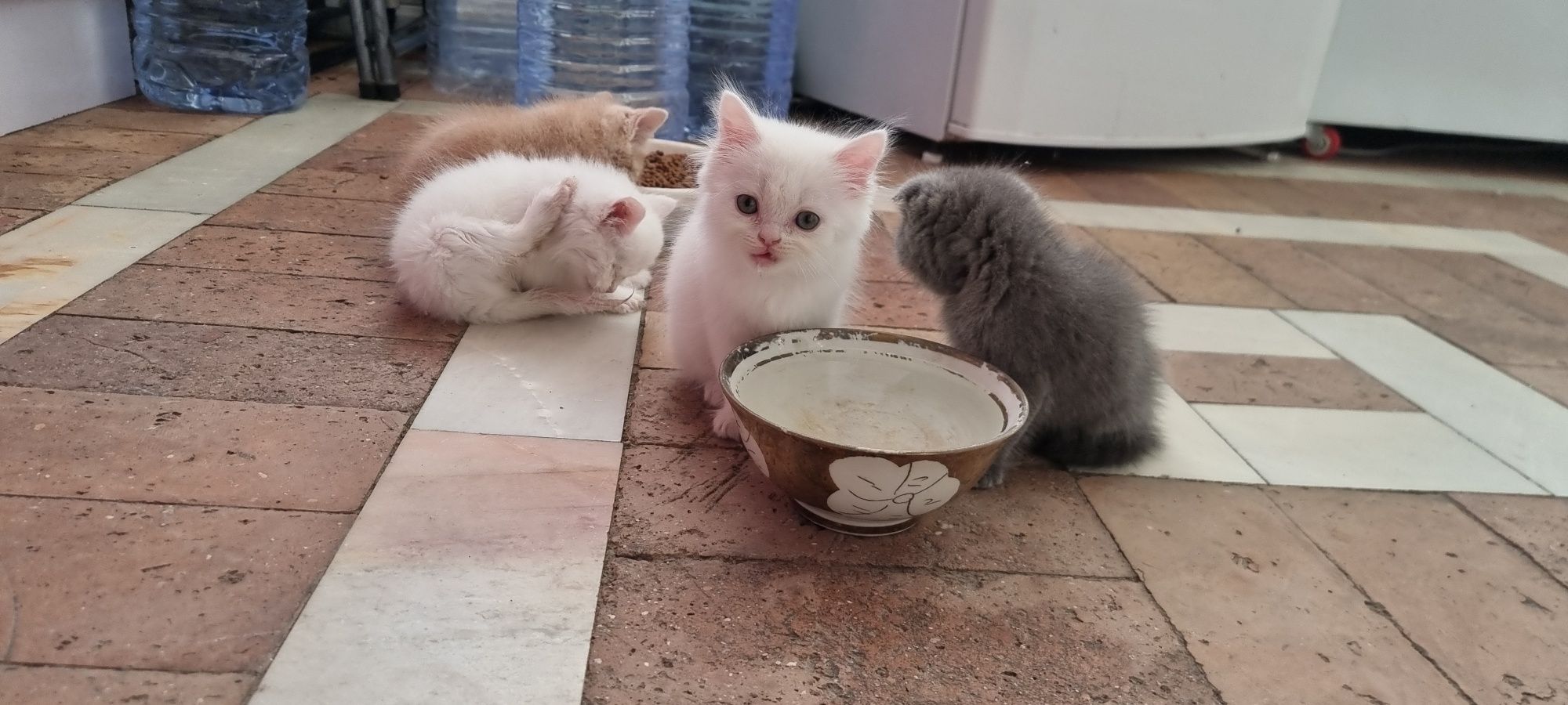 Котята продаются